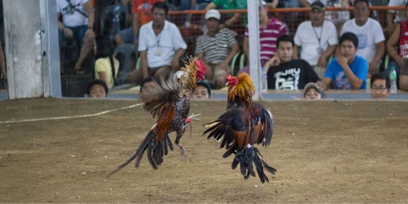 Chiến thuật chơi đá gà húp tiền tỷ cho kê thủ