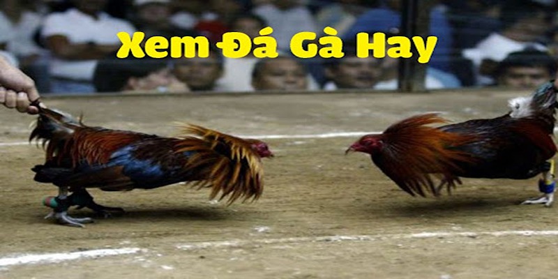 Kinh nghiệm giúp các bạn tham gia đá gà hôm nay ăn tiền đạt hiệu quả cao