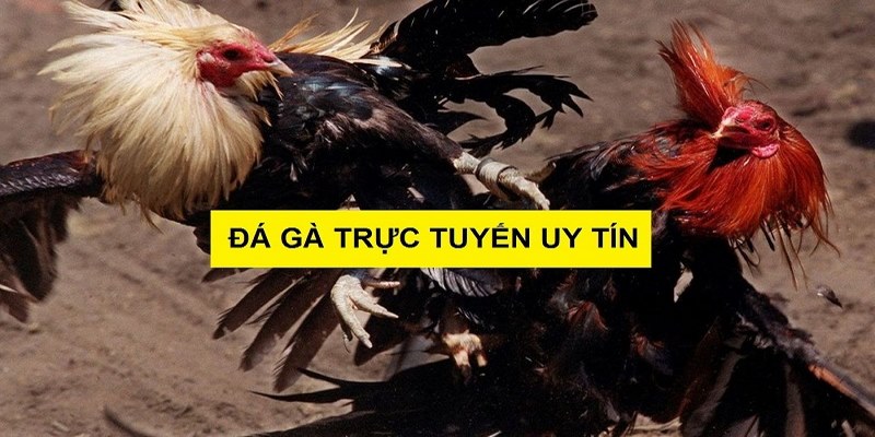 Những lưu ý khi lựa chọn đá gà trực tuyến uy tín